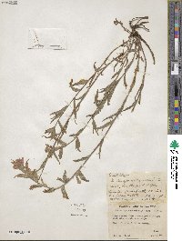 Castilleja angustifolia image