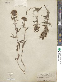 Castilleja angustifolia image