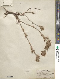 Castilleja angustifolia image