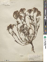 Castilleja angustifolia image