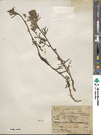 Castilleja angustifolia image