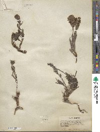Castilleja angustifolia image