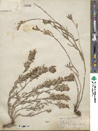 Castilleja angustifolia image