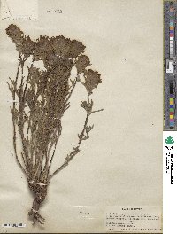 Castilleja angustifolia image