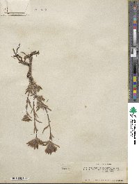 Castilleja angustifolia image