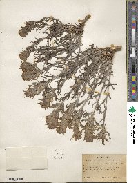 Castilleja angustifolia image
