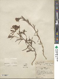 Castilleja angustifolia image