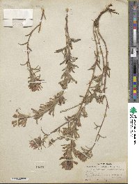 Castilleja angustifolia image