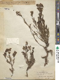 Castilleja angustifolia image