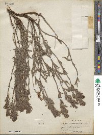 Castilleja angustifolia image