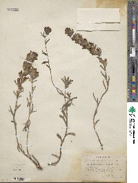 Castilleja angustifolia image