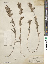 Castilleja angustifolia image