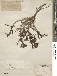 Castilleja angustifolia image
