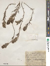 Castilleja angustifolia image