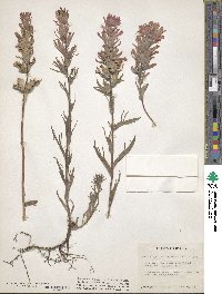 Castilleja angustifolia image