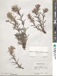 Castilleja angustifolia image
