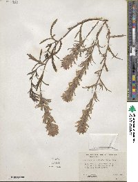 Castilleja angustifolia image