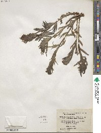 Castilleja angustifolia image