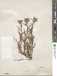 Castilleja angustifolia image