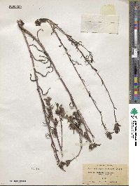 Castilleja angustifolia image