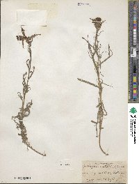Castilleja angustifolia image