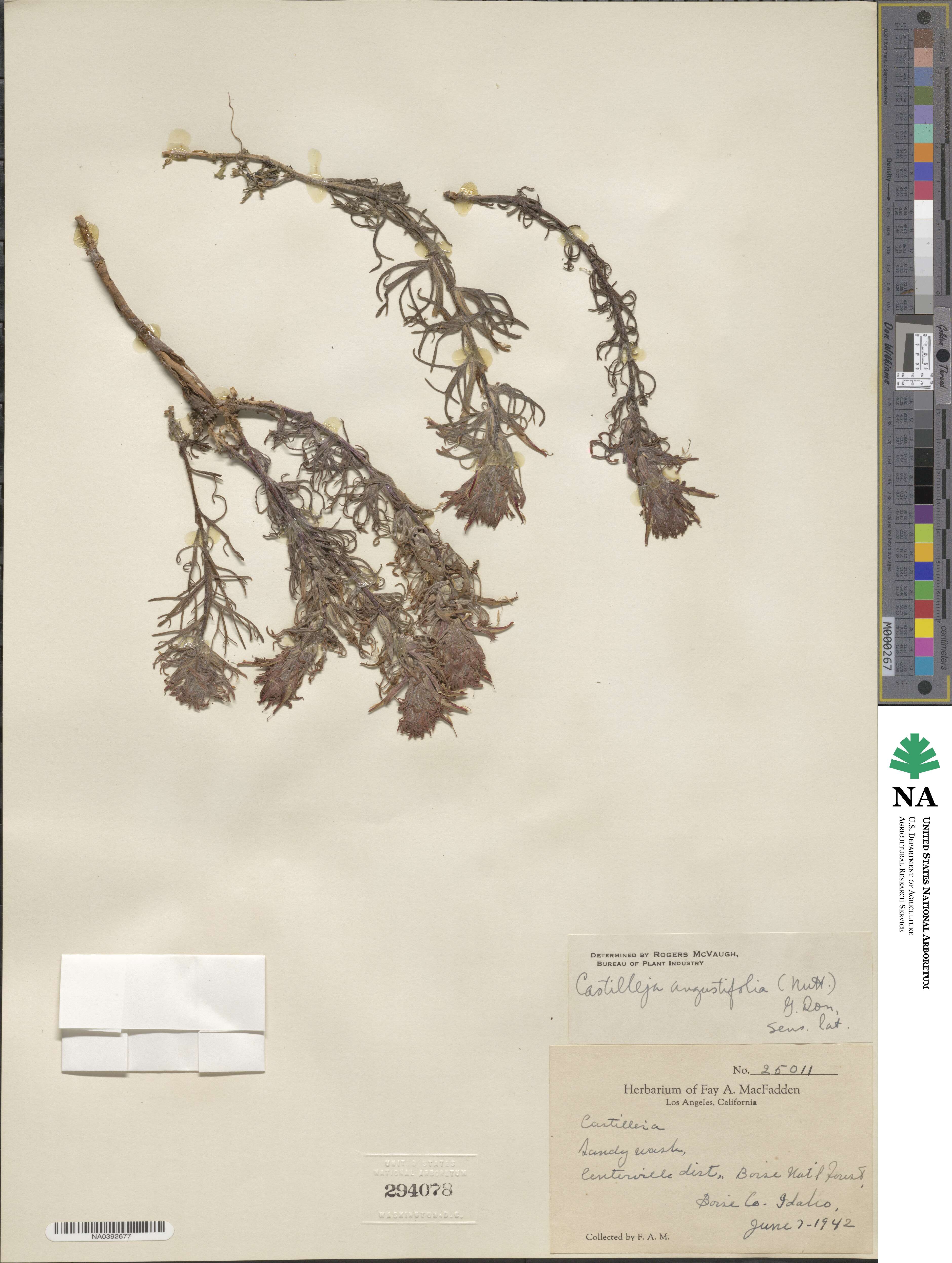 Castilleja angustifolia image