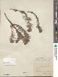Castilleja angustifolia image
