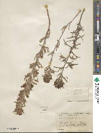 Castilleja angustifolia image