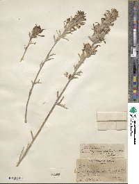 Castilleja angustifolia image
