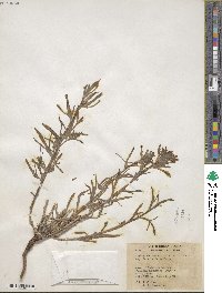 Castilleja angustifolia image