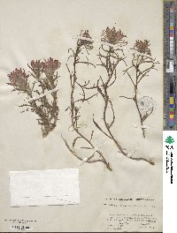 Castilleja angustifolia image