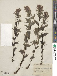 Castilleja angustifolia image