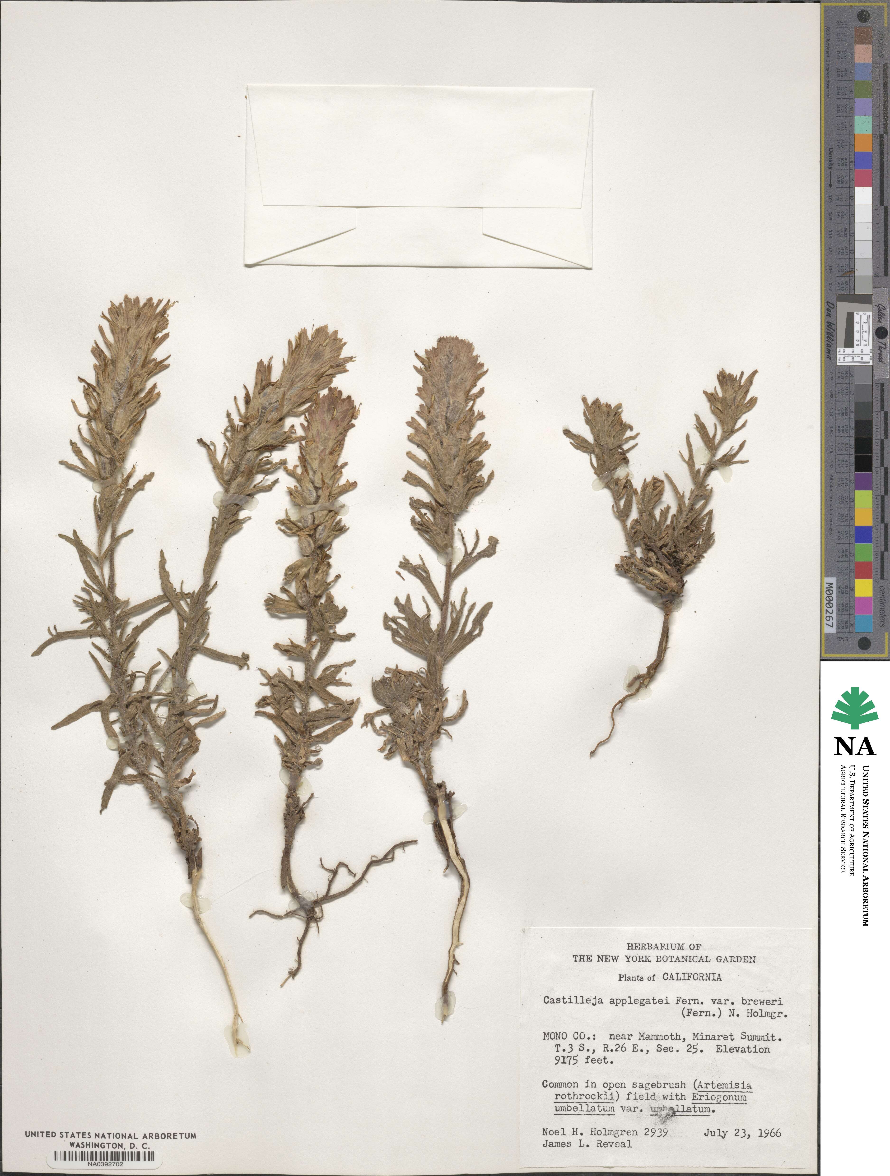 Castilleja applegatei var. breweri image
