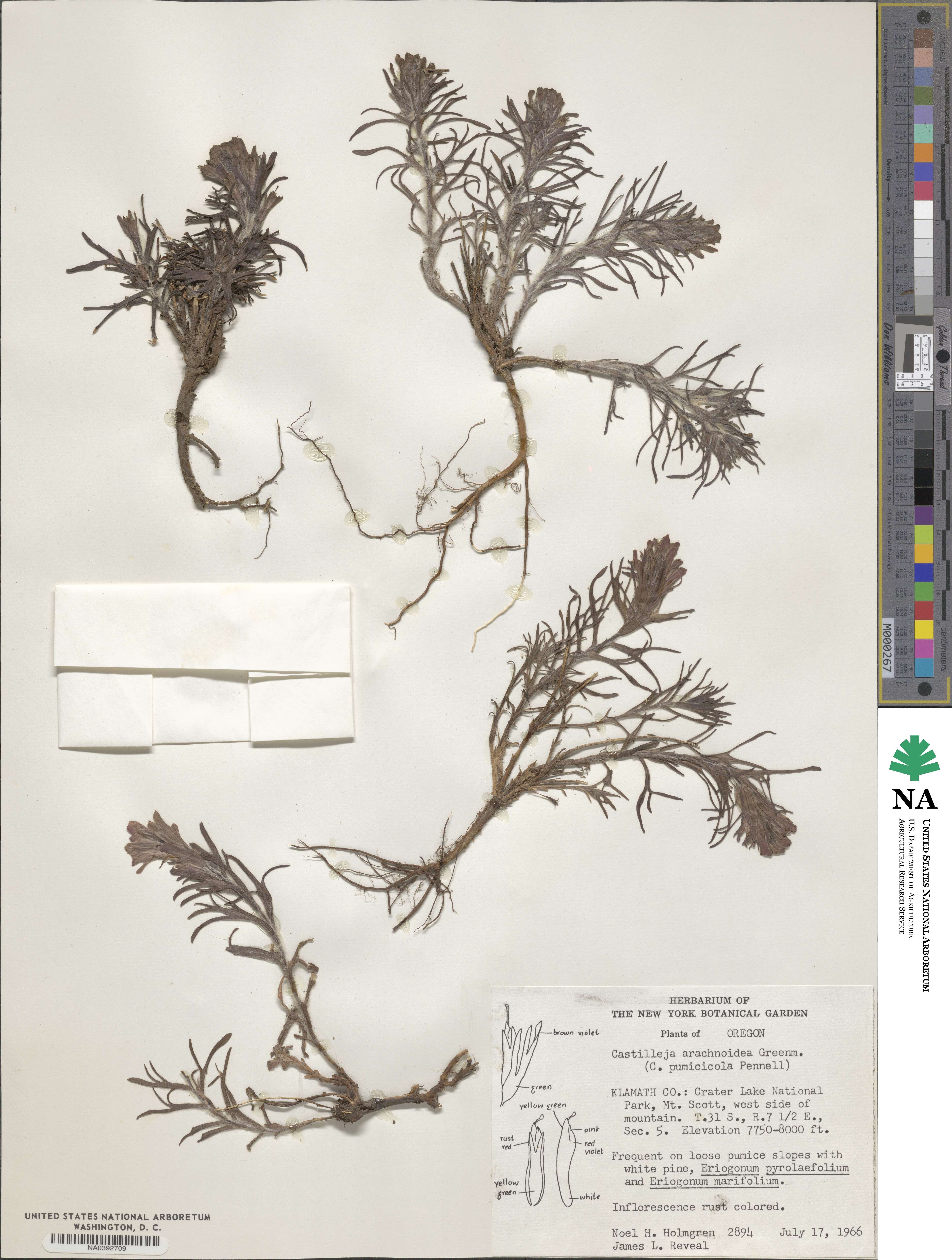 Castilleja arachnoidea image