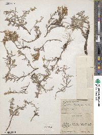 Castilleja scabrida var. barnebyana image