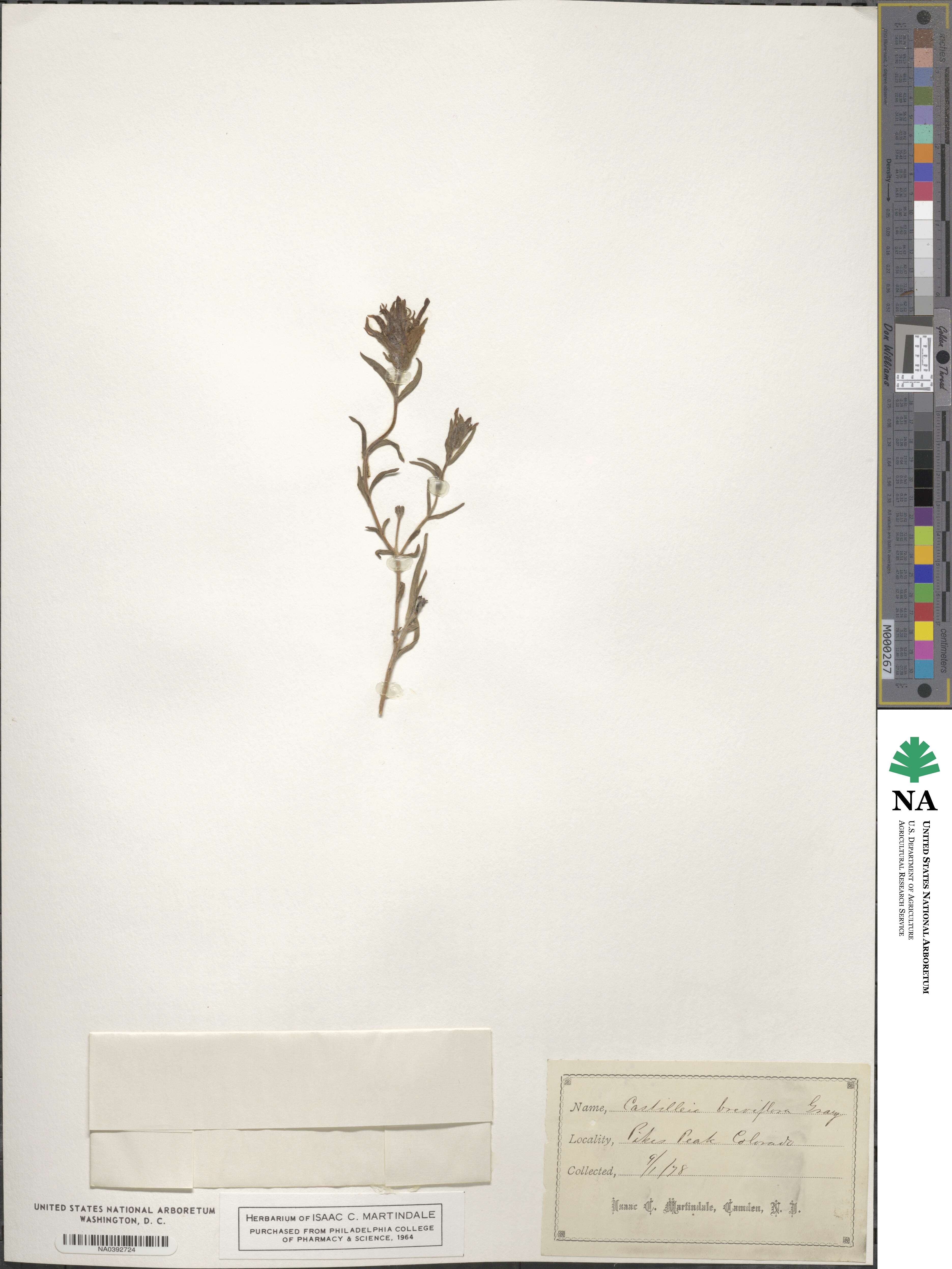 Castilleja breviflora image