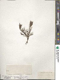 Castilleja breviflora image