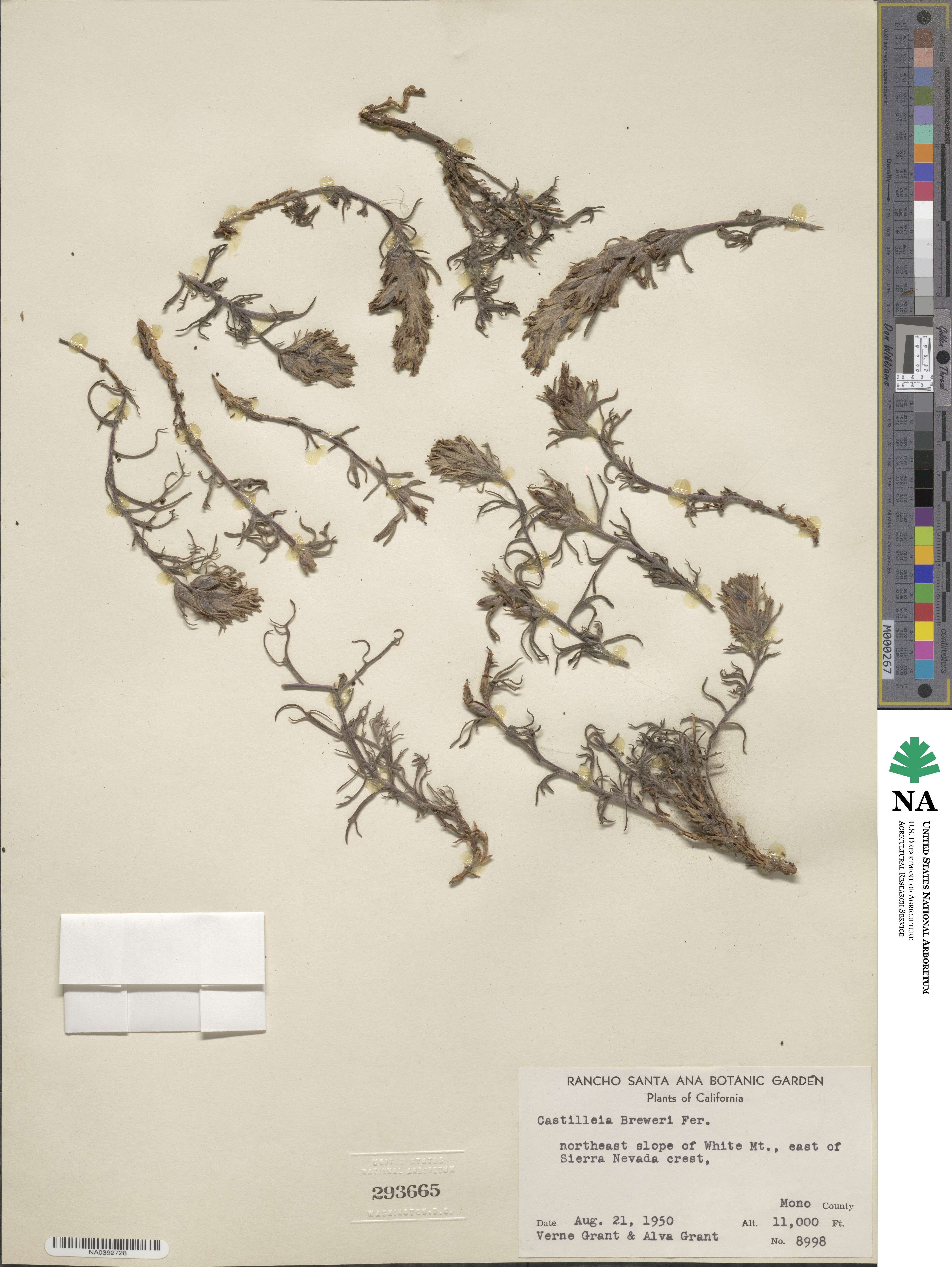 Castilleja applegatei var. breweri image