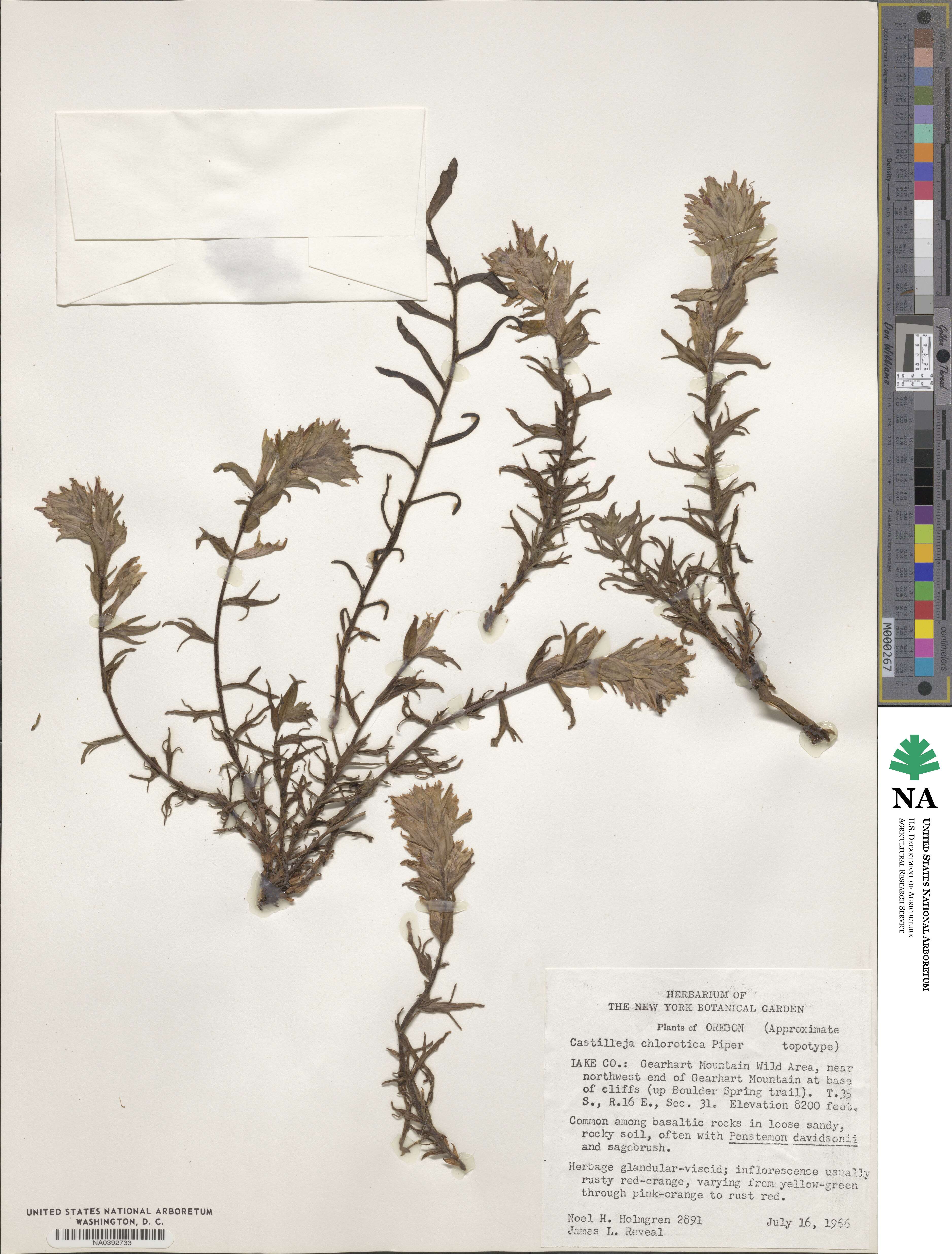 Castilleja chlorotica image