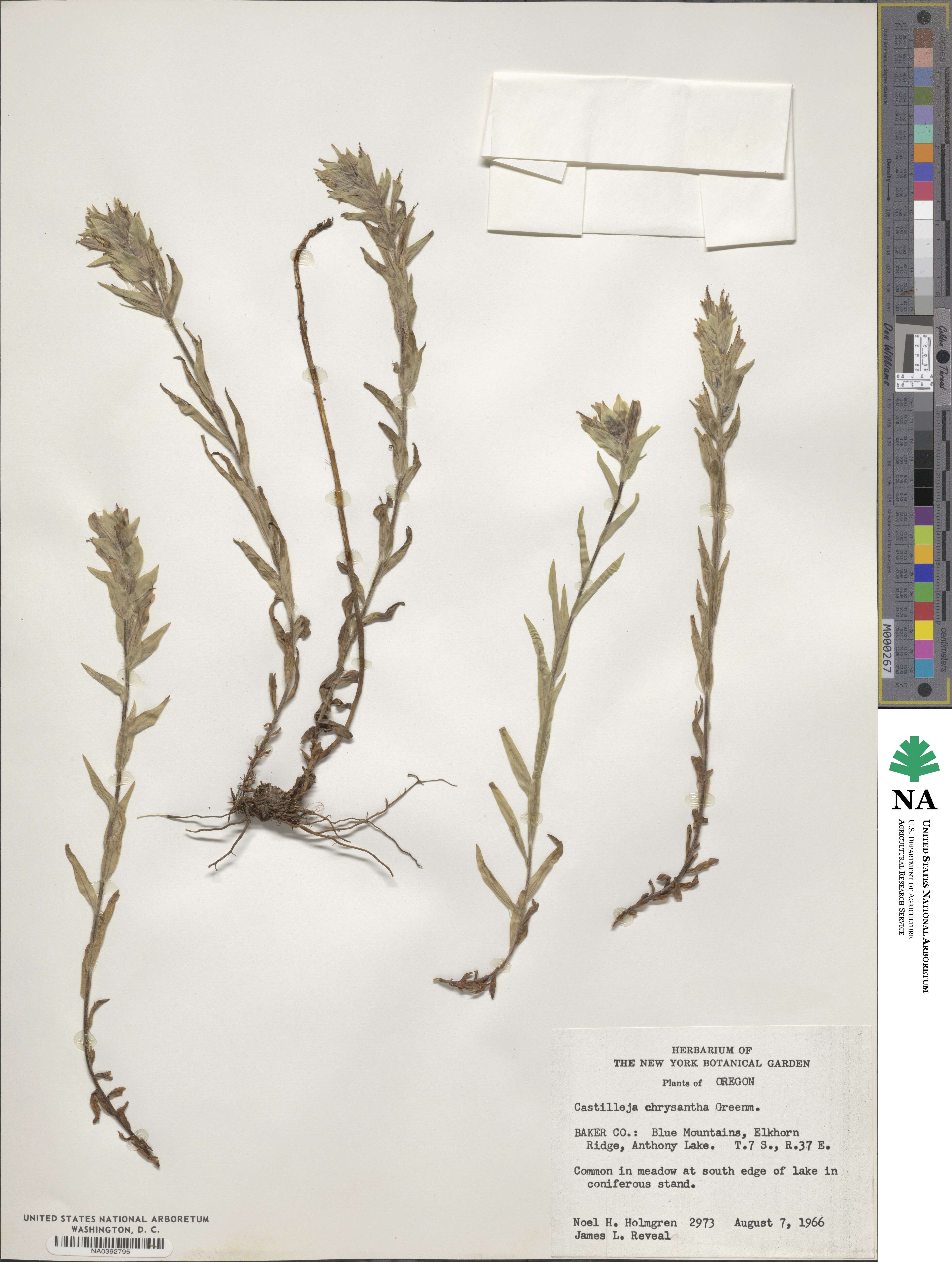 Castilleja chrysantha image