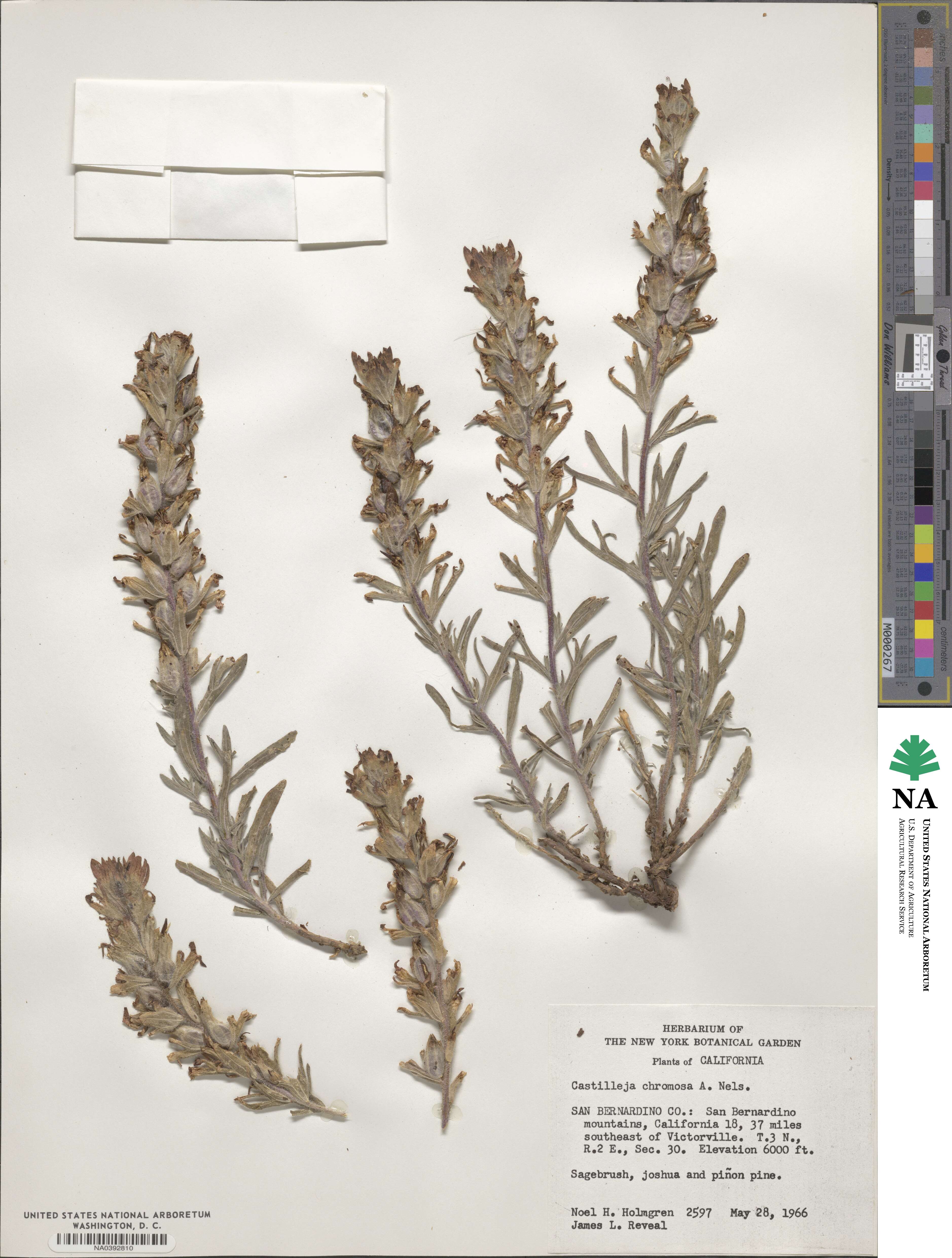 Castilleja chromosa image