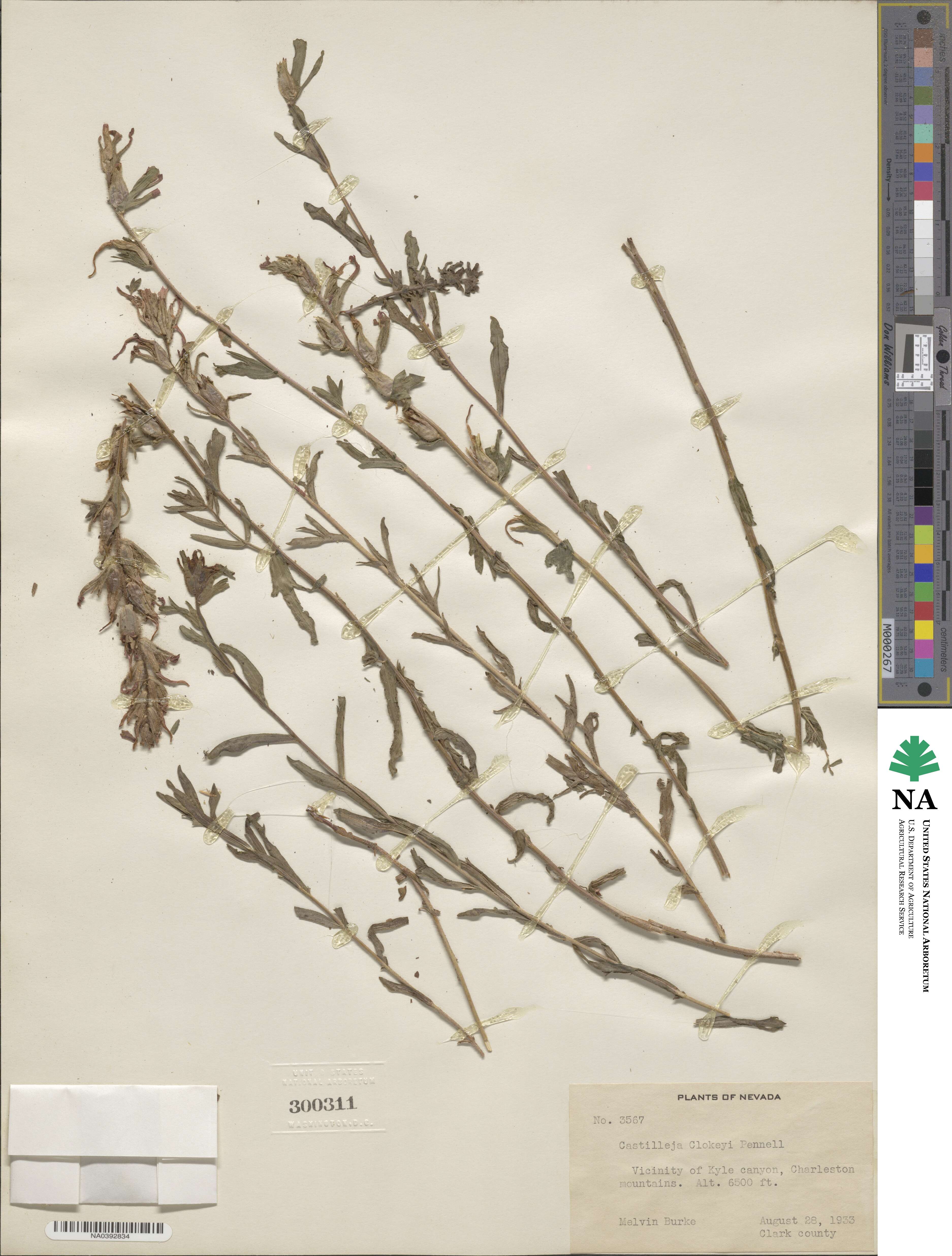 Castilleja martini var. clokeyi image