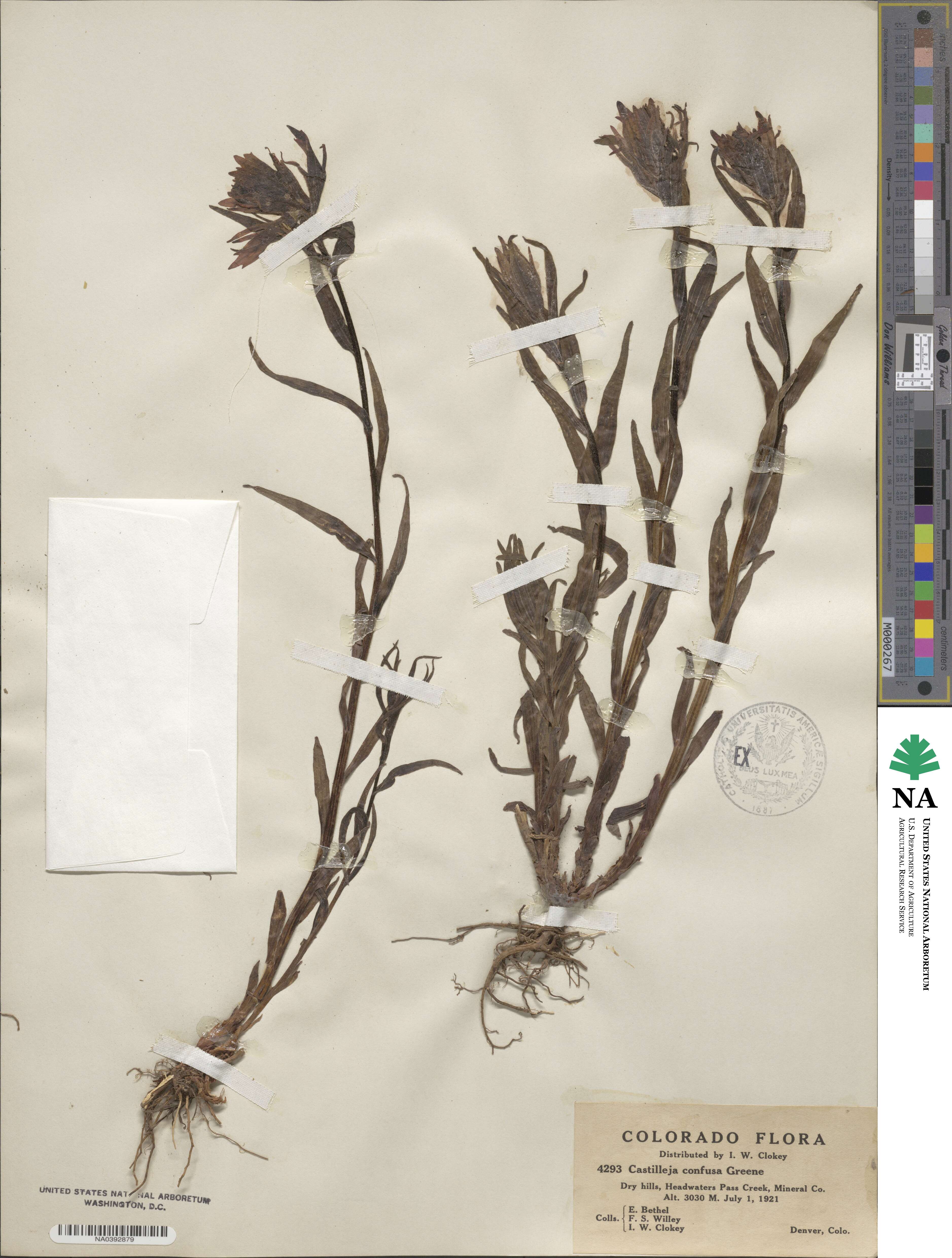 Castilleja miniata image