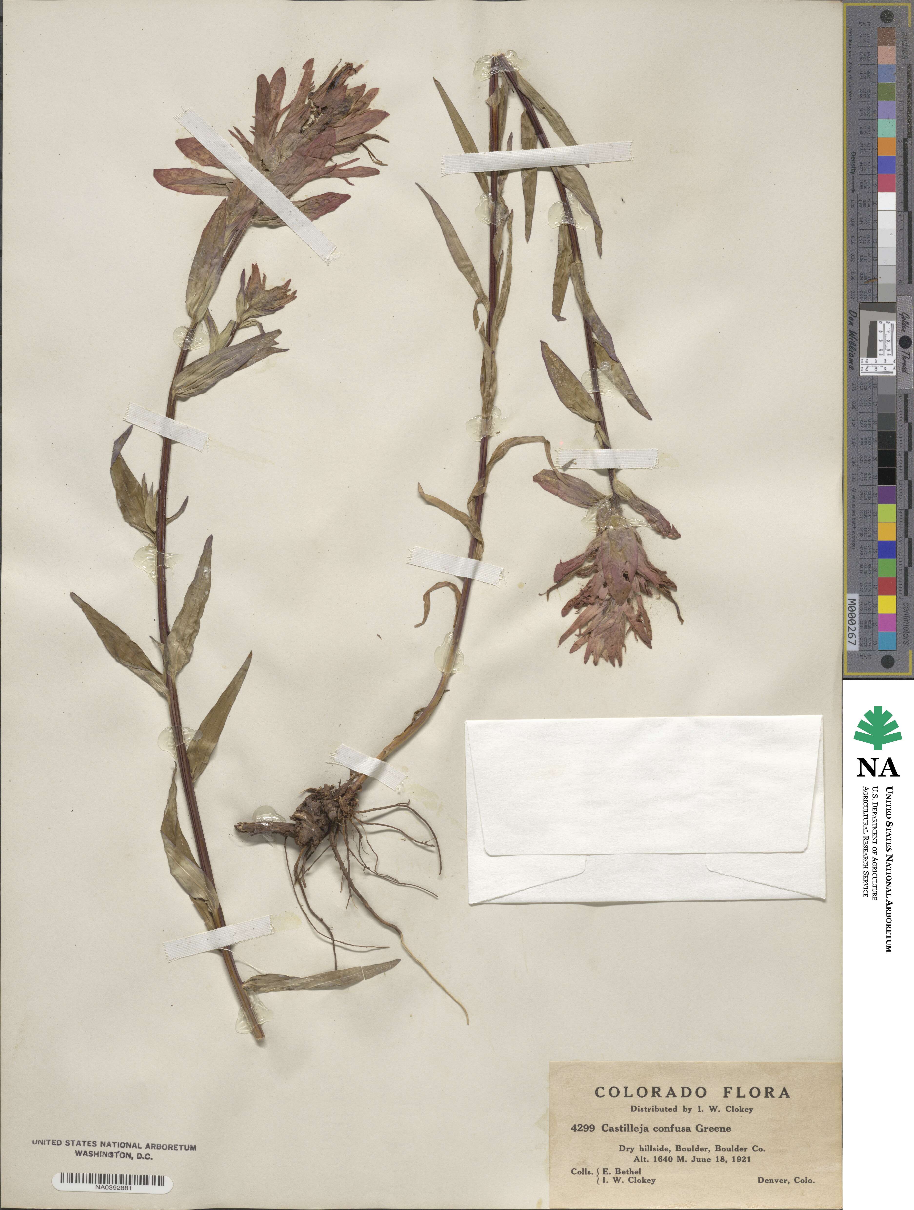 Castilleja miniata image