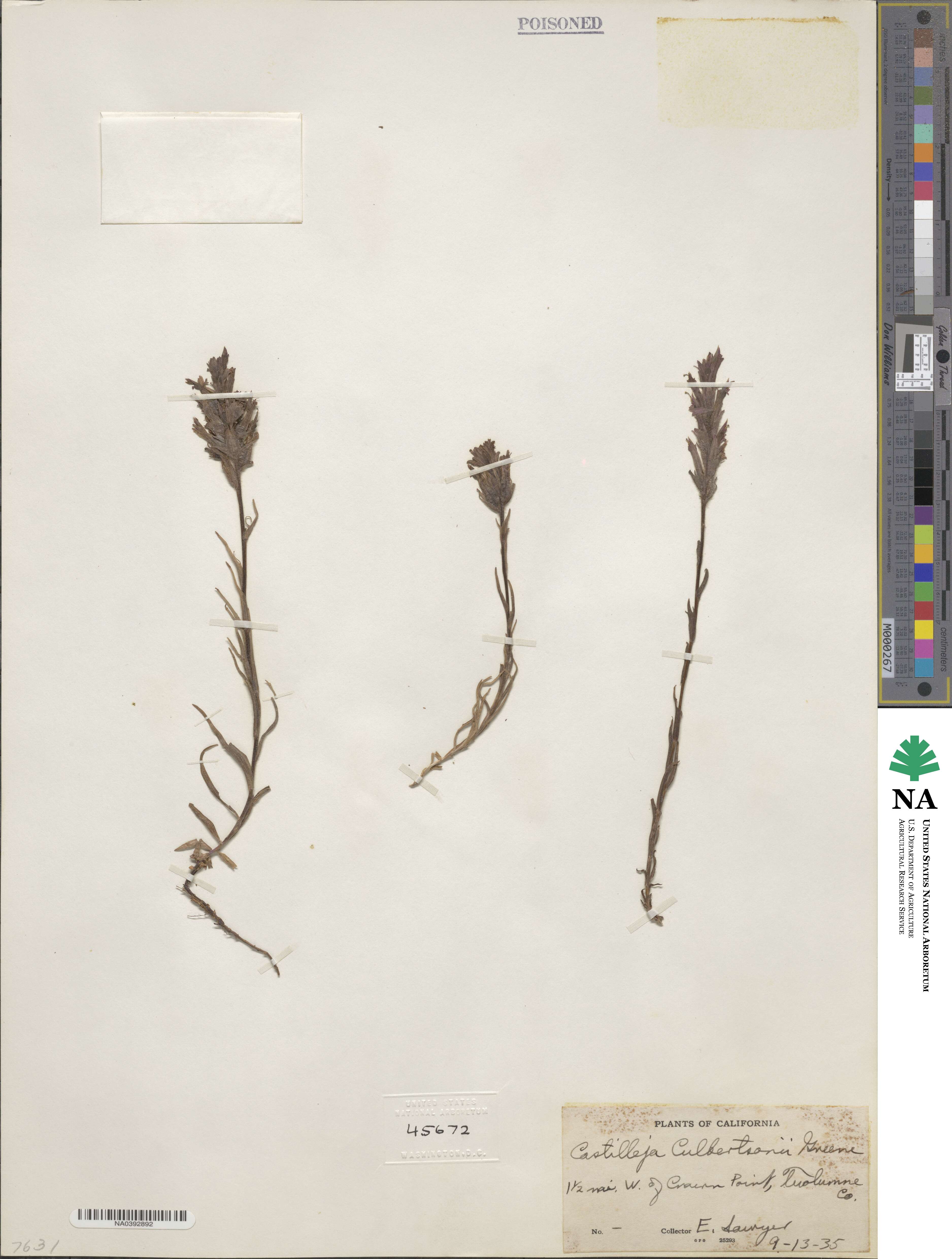 Castilleja lemmonii image