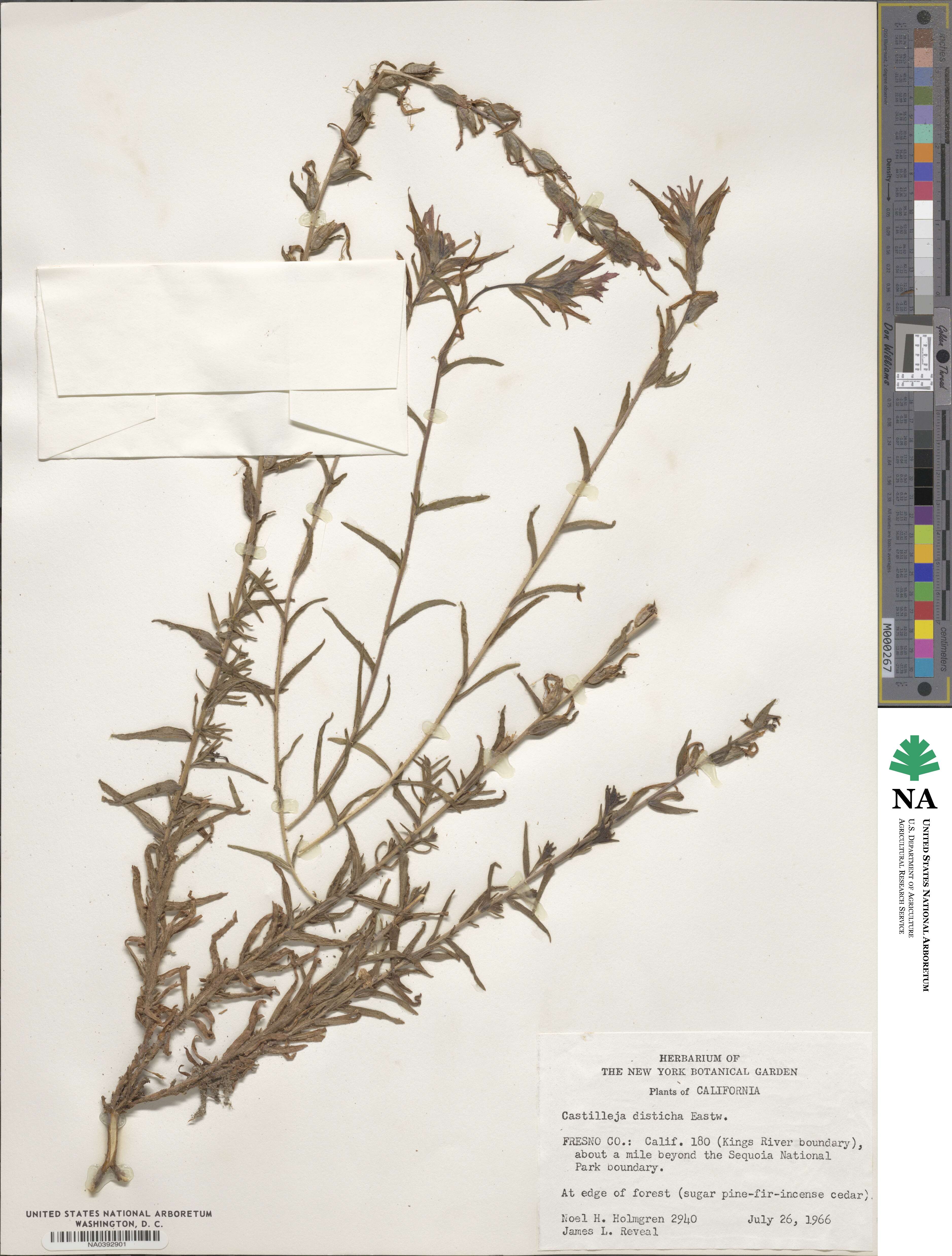 Castilleja disticha image
