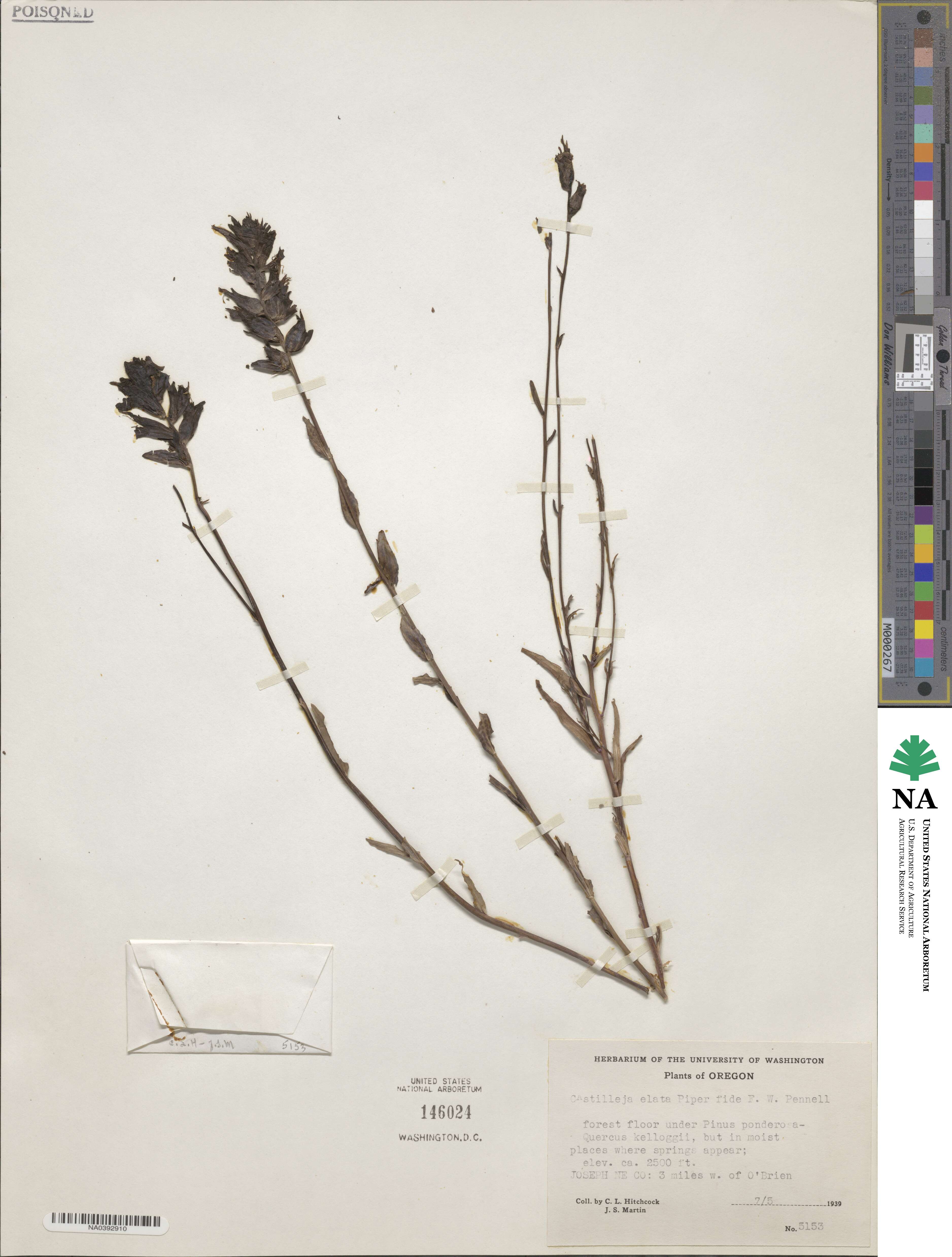 Castilleja elata image