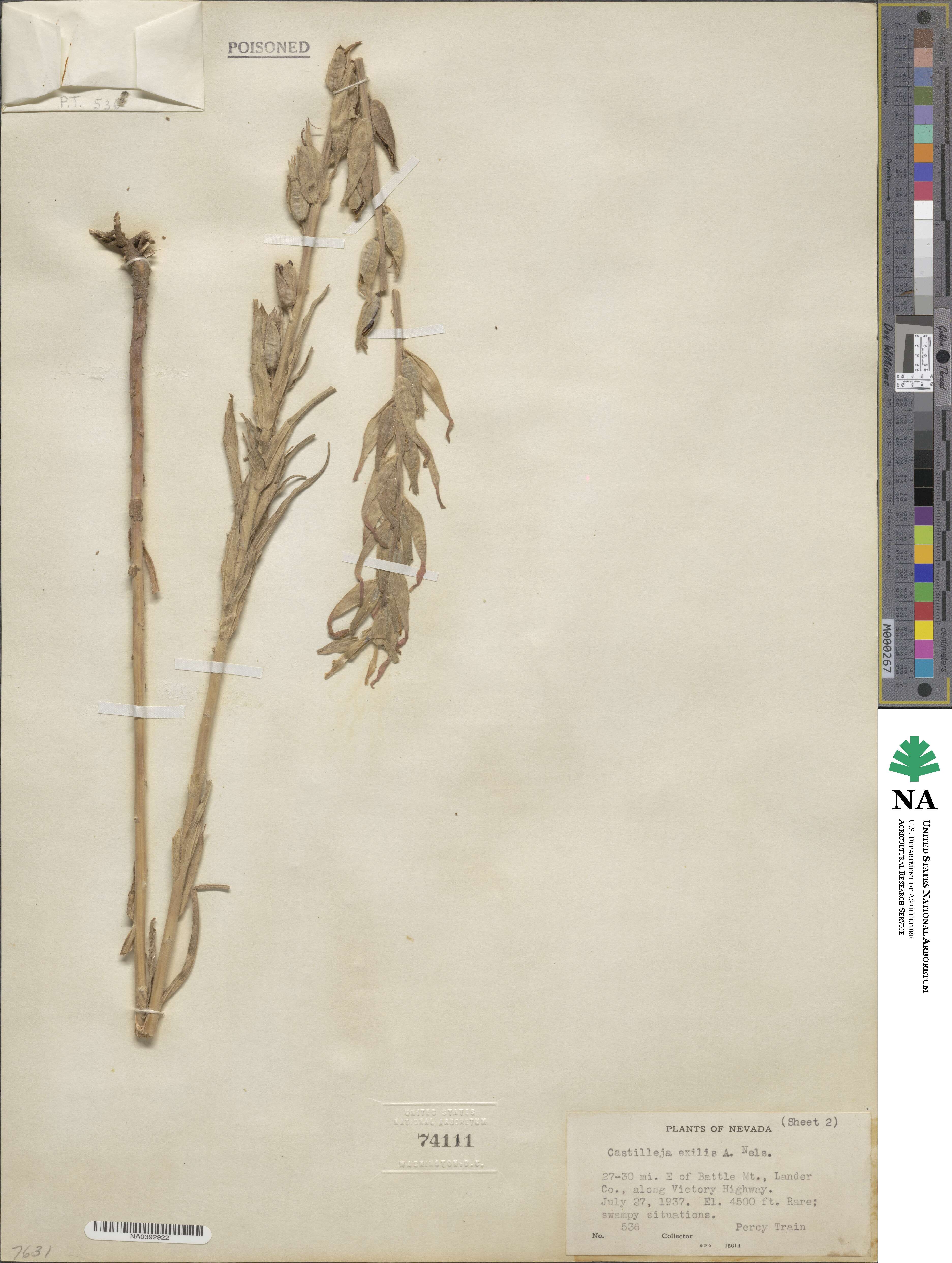 Castilleja minor var. exilis image