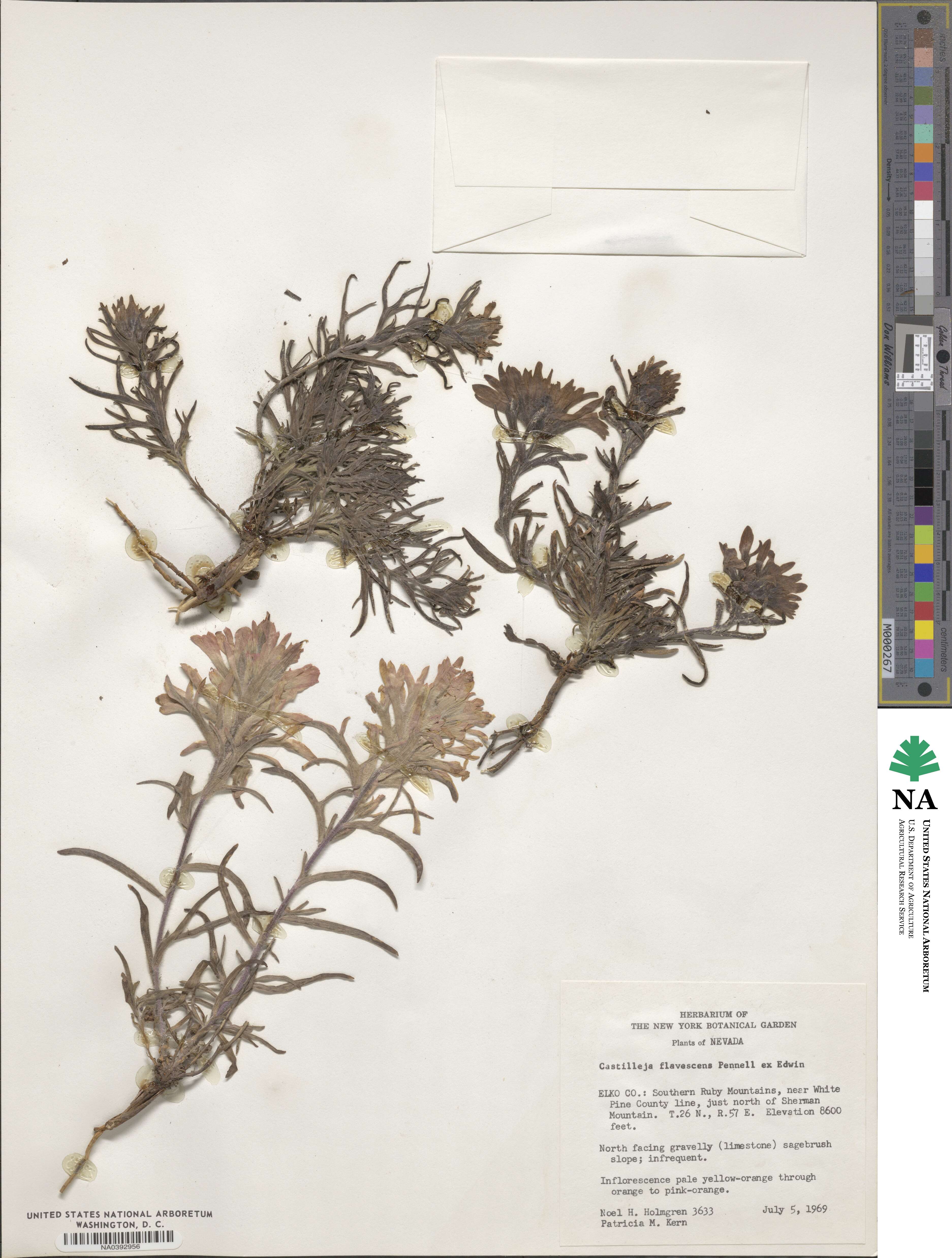 Castilleja angustifolia var. flavescens image