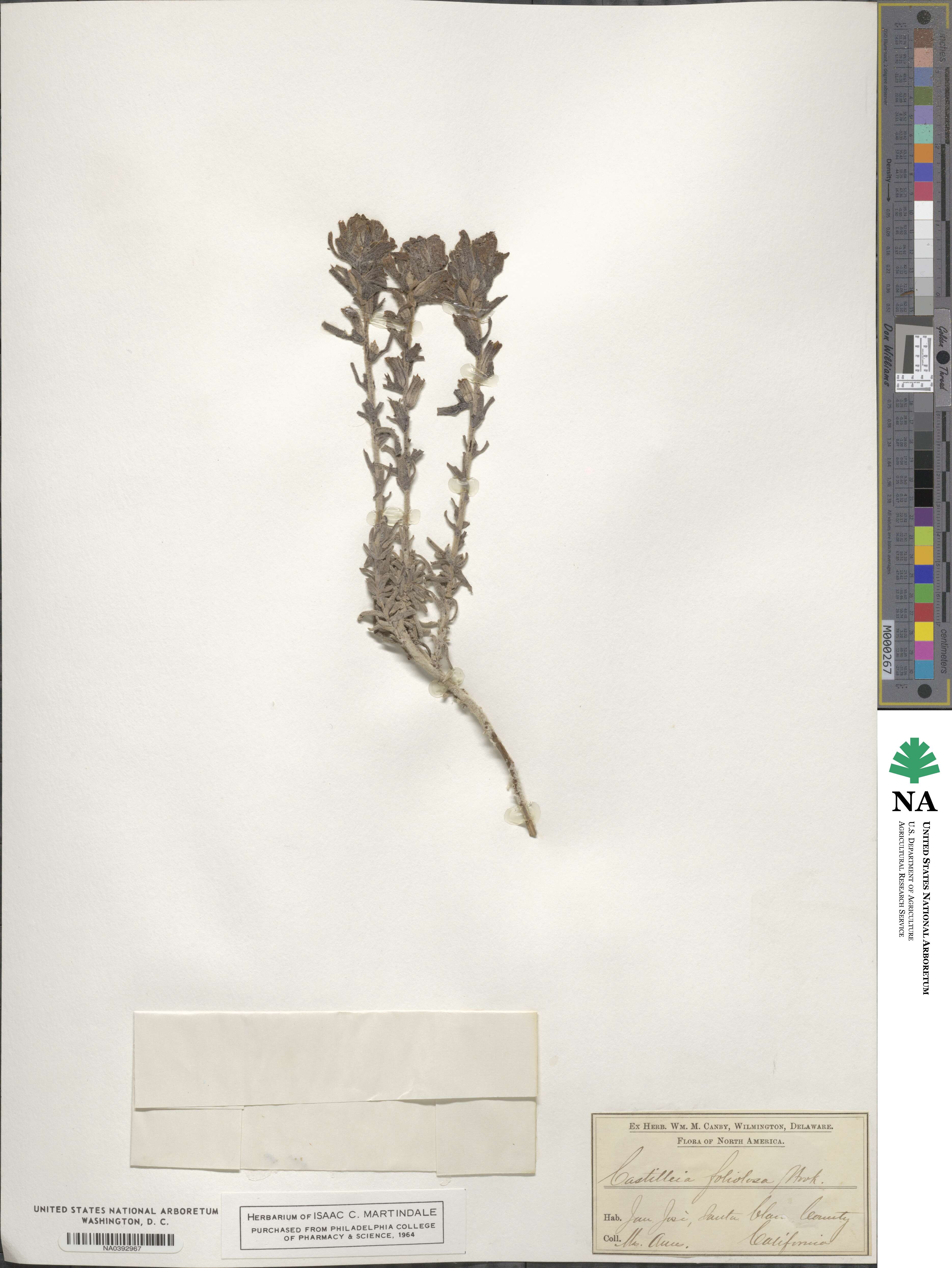 Castilleja foliolosa image